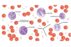 4 Komponen Penyusun Darah beserta Fungsinya