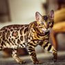 Misteri Gen Aneh yang Membuat Kucing Bengal Berkilau Seperti Berlian