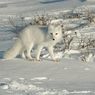 6 Hewan yang Berubah Warna Menjadi Putih Saat Musim Dingin