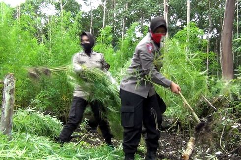 Polres Aceh Besar Musnahkan 20 Hektar Ladang Ganja