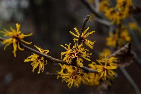 Ini Alasan Witch Hazel Banyak Dijadikan Bahan Produk untuk Jerawat