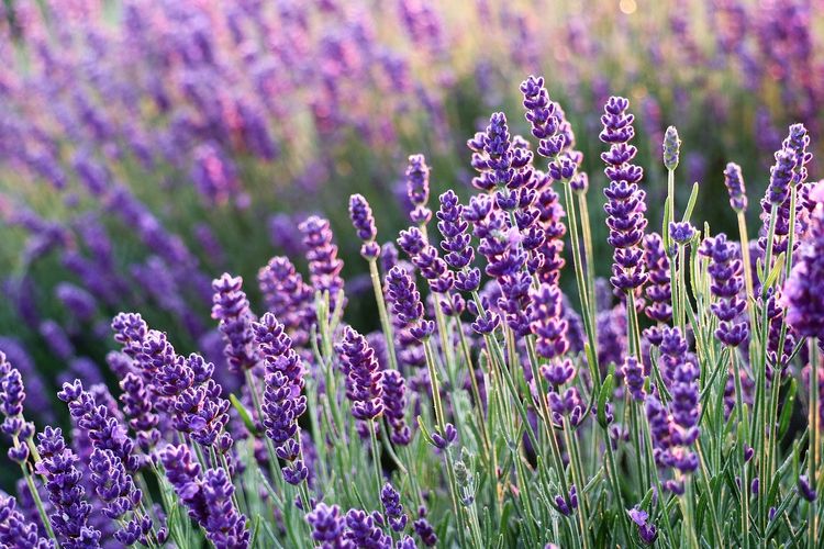Ilustrasi aroma lavender tidak disukai kucing.