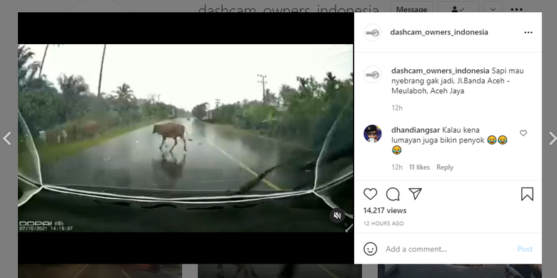 Tangkapan layar video hewan menyeberang jalan