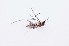 Berapa Lama Masa Hidup Nyamuk?