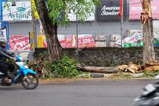 Pohon Tumbang di Rawasari akibat Hujan Angin, Pengendara Motor Nyaris Tertimpa