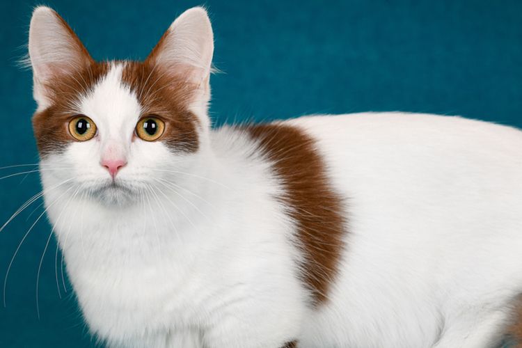 Kucing Ras Griffin 8 Ras Kucing Kecil yang Lucu dan Penyayang