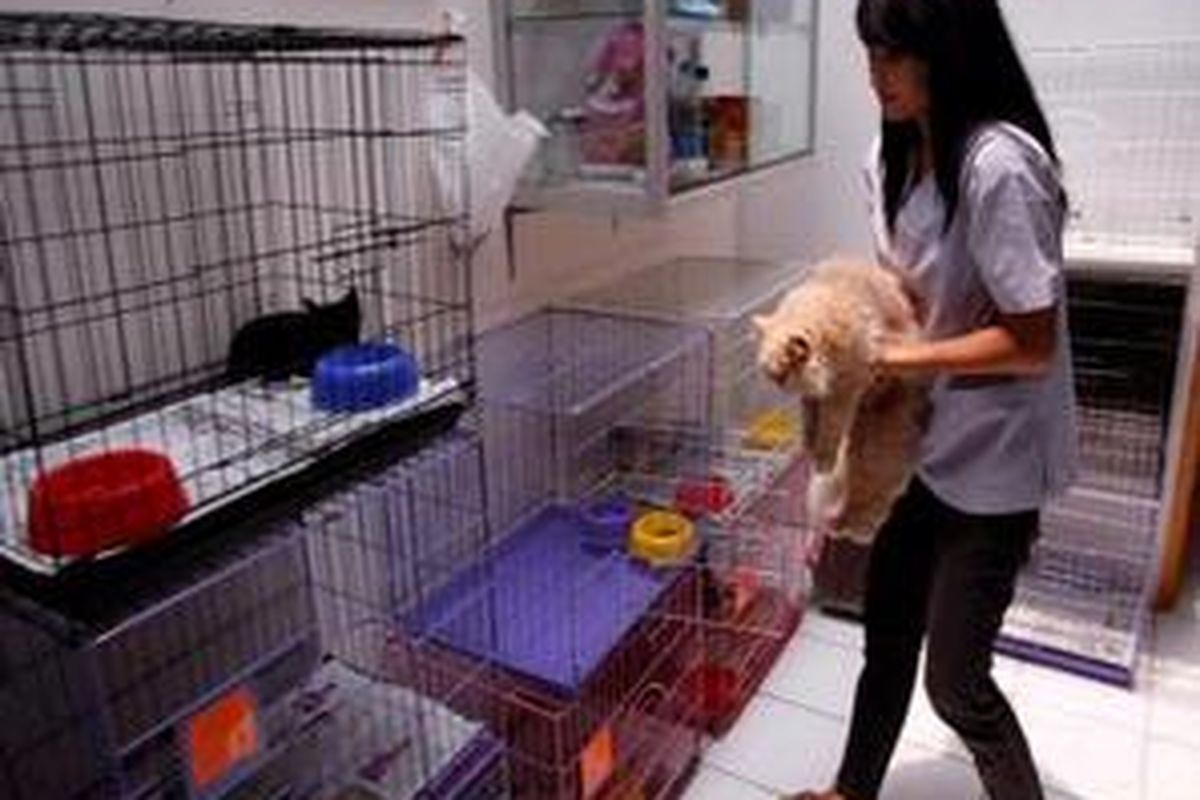 Petugas merawat hewan peliharaan yang dititipkan di klinik hewan Nature Vet, Tebet, Jakarta Selatan, Rabu (16/9). 