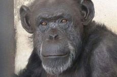 Dianggap Punya Hak Asasi, Pengadilan Argentina Bebaskan Simpanse dari Kebun Binatang