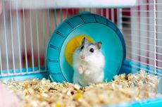 Catat, Ini 5 Makanan Terbaik untuk Hamster Peliharaan