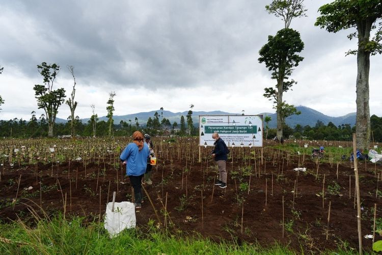 Pemprov Jabar Revitalisasi 22 Hektare Kebun Teh di Ciater dan Pangalengan