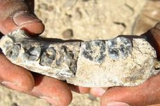 Fosil Manusia Homo Pertama Ditemukan di Ethiopia