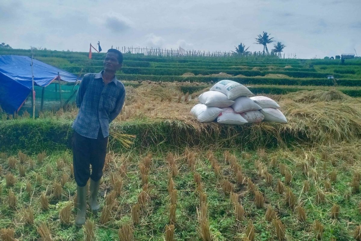 Ilustrasi: Petani padi bersama tumpukan gabah hasil panen raya di Desa Talagasari, Kadungora, Garut.