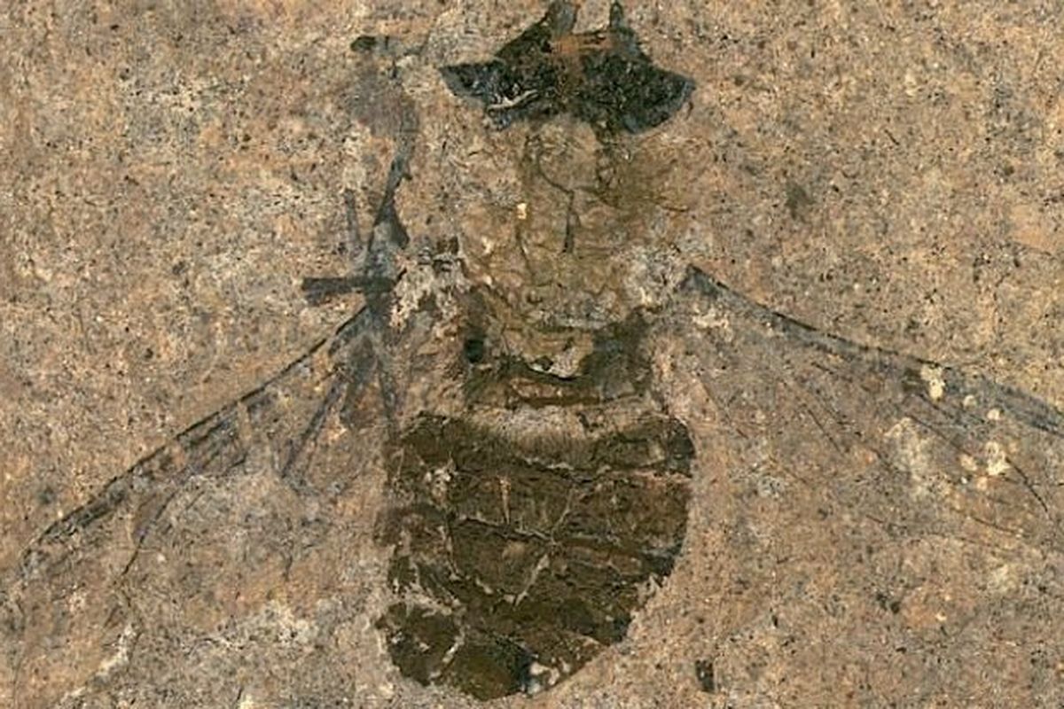 Fosil lalat purba penuh dengan serbuk sari di perutnya di temukan di tambang tak terpakai di dekat Frankfurt, Jerman. Fosil serangga ini buktikan penyerbukan oleh serangga sudah ada sejak 47 juta tahun yang lalu.