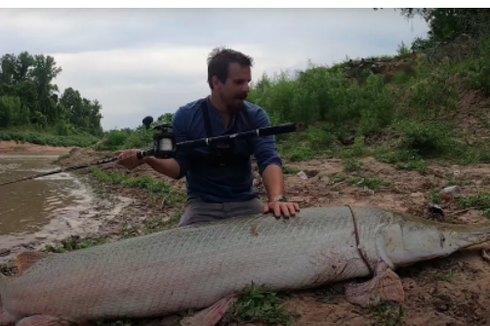 Aligator Gar Sebesar 136 Kg Ditemukan di Texas, Ikan Apa Itu?