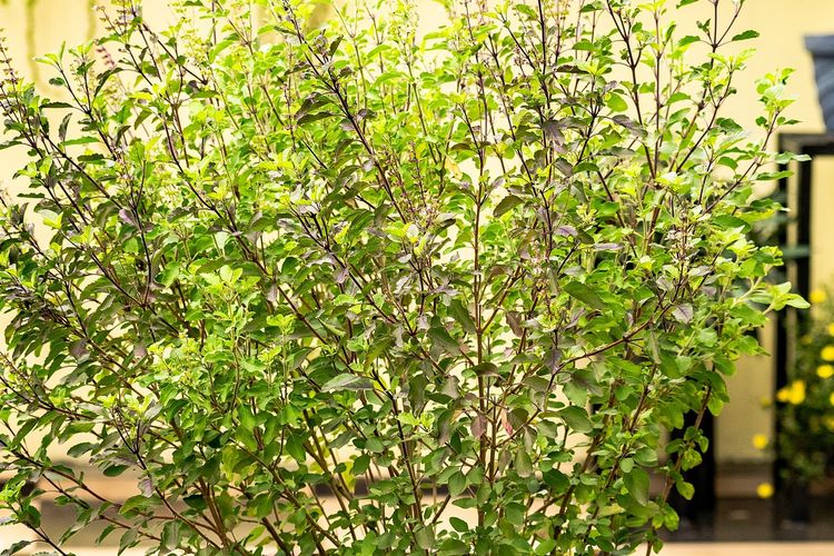 Ilustrasi tanaman kemangi. 