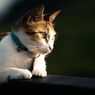 Waspada, Bunga Ini Beracun bagi Kucing