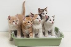 Studi Terbaru: Kucing Bisa Terinfeksi Covid-19, dan Tularkan ke Kucing Lainnya