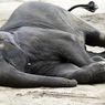 Gajah Sumatera Jantan Ditemukan Mati di Kebun Karet Jambi, BKSDA Masih Selidiki Penyebab Kematiannya