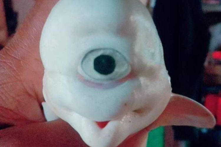 Penemuan Bayi Hiu Bermata Satu Mirip Mata Manusia Bikin Geger, Warga