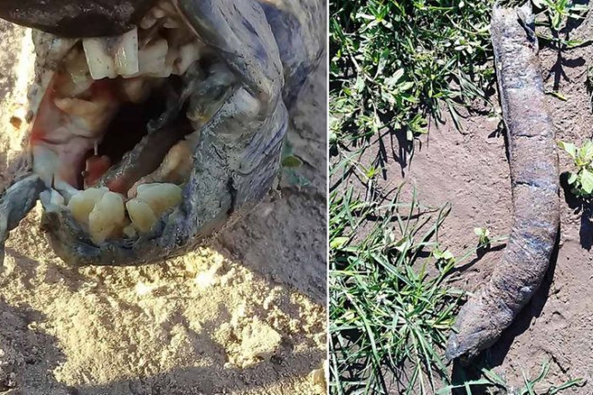 Penampakan lungfish Amerika Selatan yang ditemukan di Argentina.