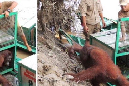 Pony, Orangutan Korban Pelacuran Itu, Siap Hidup Bebas Lagi