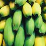 Berkat Pisang, Petani di Sulbar Bisa Jadi Miliader