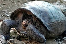 Diyakini Punah 1 Abad Lalu, Kura-kura Raksasa Ini Muncul di Galapagos