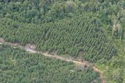 Memanfaatkan Limbah Kulit Kayu Eucalyptus untuk Filter Penangkap CO2