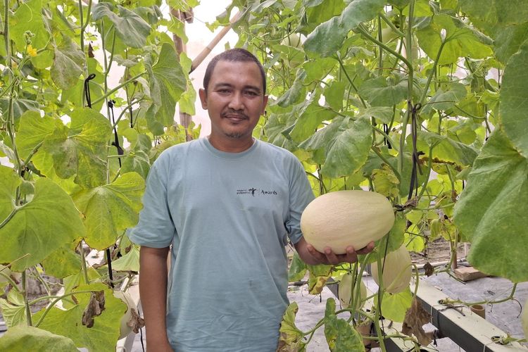 Manfaatkan Pekarangan Rumah, Jetri Raup Puluhan Juta Rupiah Setiap Panen Melon Honey Globe