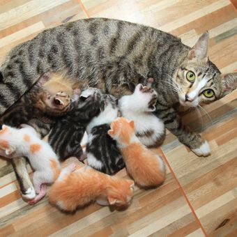 Ilustrasi induk kucing sedang menyusui anak-anaknya, kucing betina menyusui anak-anaknya. 