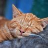 Beberapa Bahaya Tidur dengan Kucing Kesayangan, Apa Saja? 