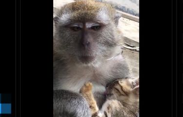 Viral Video Monyet Menyusui Kucing, Pakar: Terjadi Saat Monyet ...