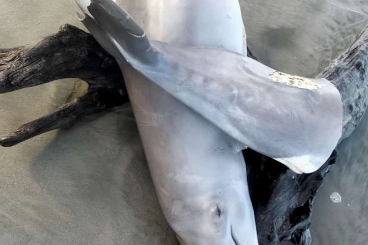 Warga Desa Pasar Seluma, Kabupaten Seluma, Provinsi Bengkulu dihebohkan dengan temuan seekor ikan lumba-lumba yang mati terpotong-potong di pantai setempat, Selasa (10/5/2022).