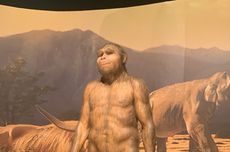 Pameran 130 Tahun Pithecanthropus Erectus Digelar di Museum Nasional