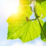 Transformasi Energi dan Metabolisme Sel