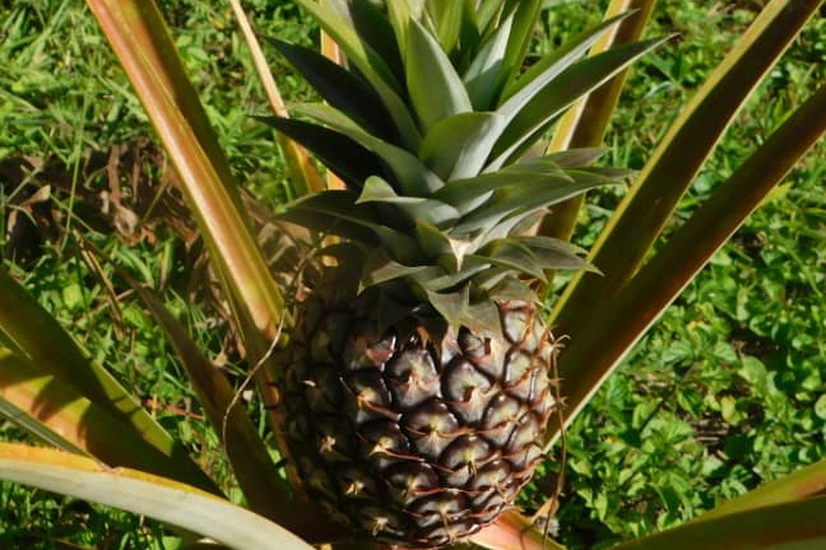 Ilustrasi tanaman nanas, pohon nanas. 