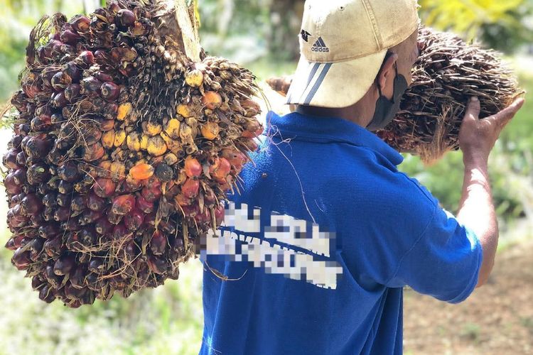 Agrinas Palma Rekrut 20 Ribu Lebih Pekerja untuk Kelola Aset Sawit