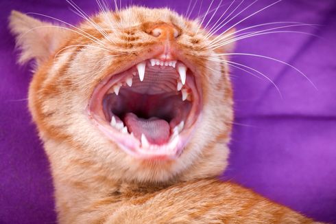 Kenali Tanda, Penyebab, hingga Pengobatan Penyakit Gigi pada Kucing