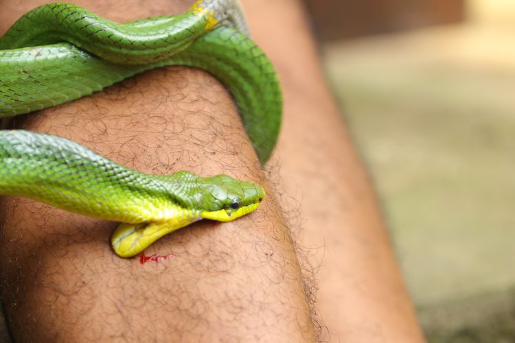 Ilustrasi gigitan ular. Studi mengungkapkan, cuaca panas cenderung meningkatkan risiko gigitan ular.