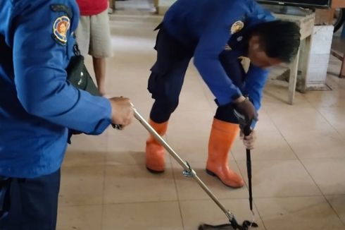 Sedang Membersihkan Rumah, Warga Bantul Malah Temukan Ular Kobra