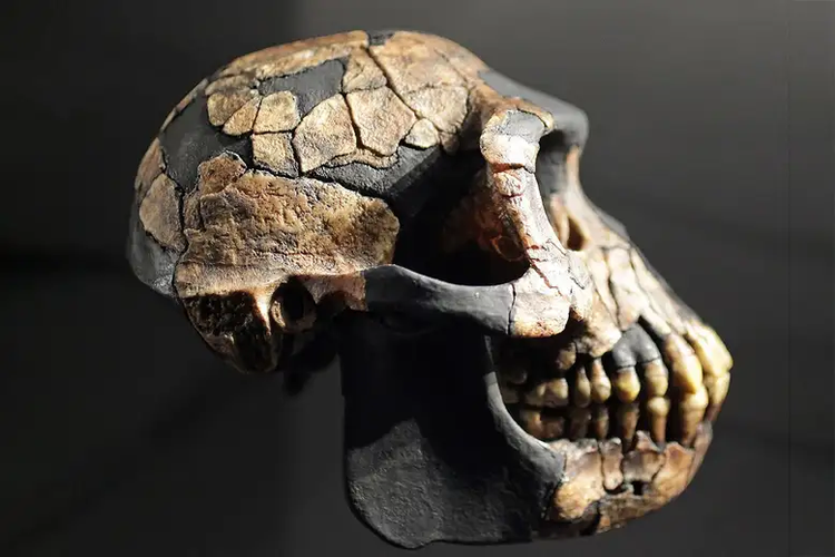 Kerangka Ardipithecus ramidus yang ditemukan di Awash, Ethiopia. Sampel untuk meneliti evolusi gigi taring manusia, sebagian diambil dari fosil manusia purba ini.