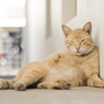 10 Tips untuk Membuat Kucing Tumbuh Sehat dan Panjang Umur