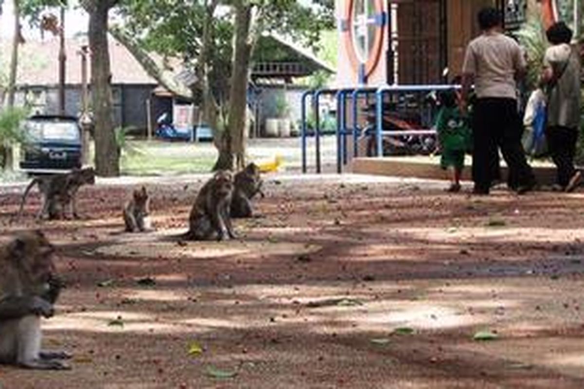 Beberapa Monyet yang ada di Wisata Wendit, Kabupaten Malang, Jawa Timur. Foto diambil Rabu (22/2/2012). Akibat tak terawat dan jarang diberi makan oleh pihak pengelola wisata, monyet yang ada tak bisa beranak-pinak.