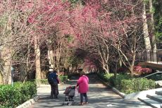 Tak Hanya Jepang, Taman Sakura Juga Bisa Dilihat di Taiwan