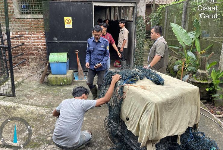 Macan Tutul yang Masuk Permukiman Pacet Bandung Jalani Pemulihan, Kondisi Masih Trauma