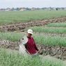 Harga Bawang Merah di Brebes Terjun Bebas, Petani: Pak Jokowi Tolong Saya
