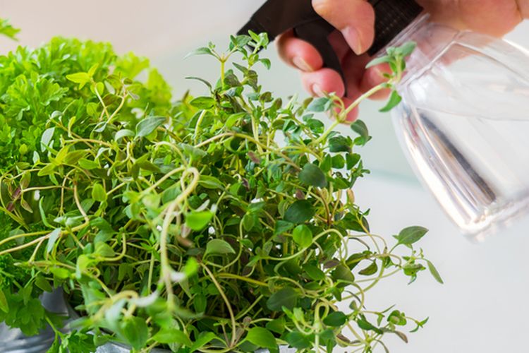 Ilustrasi merawat tanaman