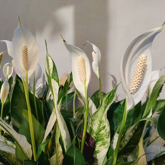 Ilustrasi tanaman peace lily.