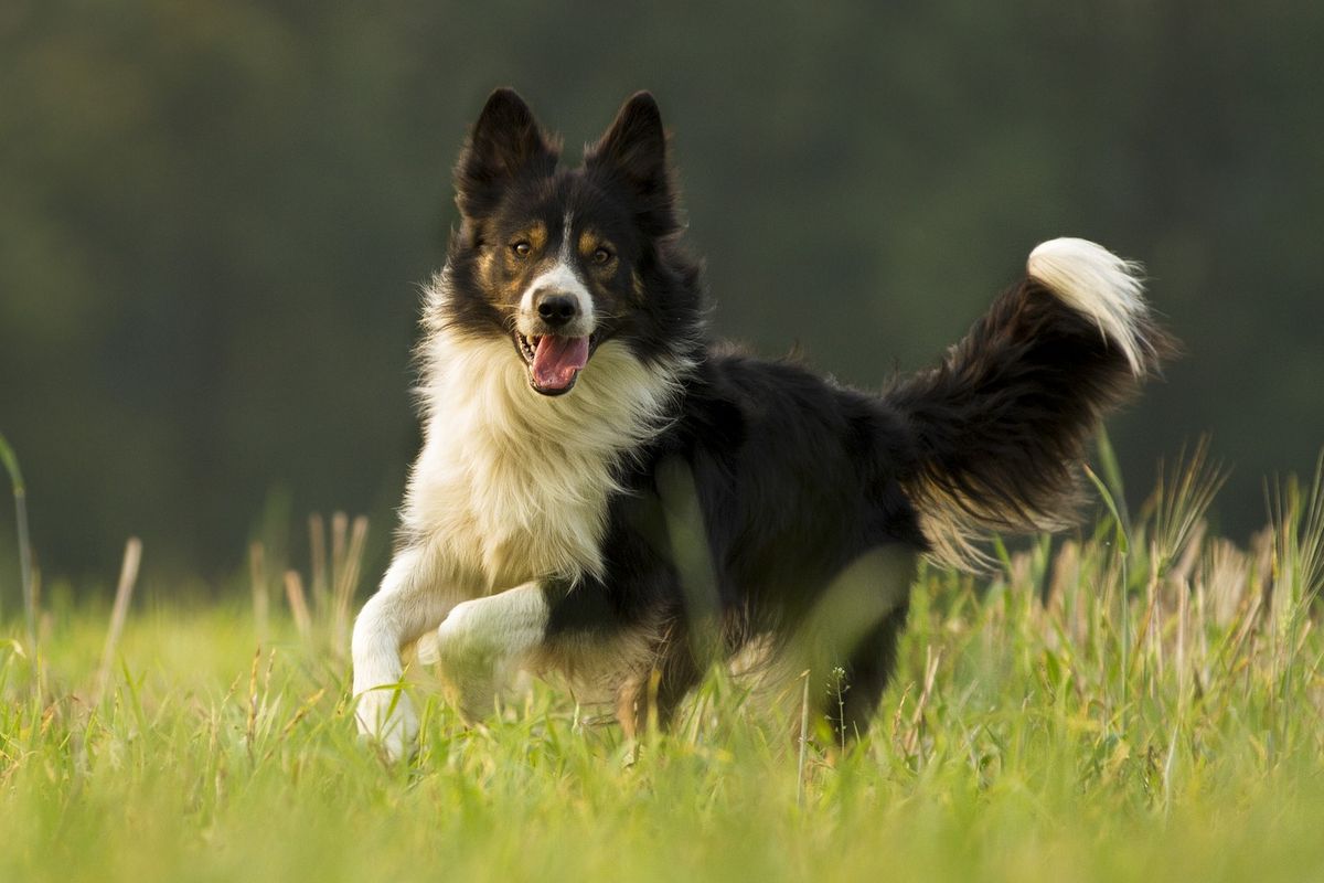 Ilustrasi ras anjing Border Collie. 