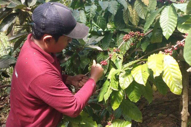 Cerita Petani Kopi di Pati, Memetik Buah Merah di Bawah Bayang-bayang Harga yang Anjlok